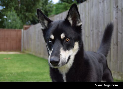 Hachiko has settled in well in the UK after moving from…