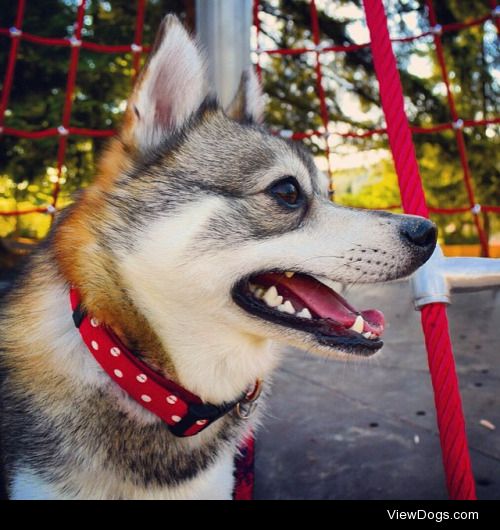 Kobi the Klee Kai thinks that the ropes are one big chew toy