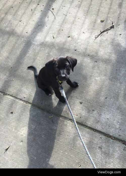 This is Marty our 10 week old Lab, border collie, pit bull mix.