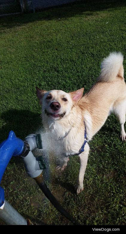 Doppler, the happiest dog. 