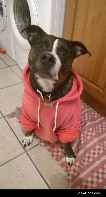 Titan, 5-year-old Staffy. Likes chasing the laser pointer….