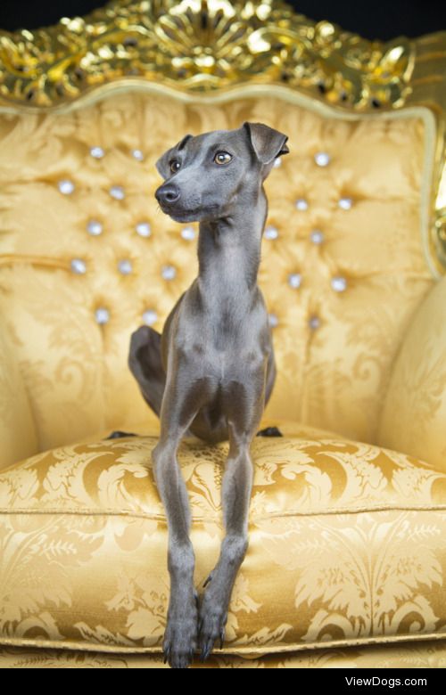 gold italian greyhound | Alessandro Manco