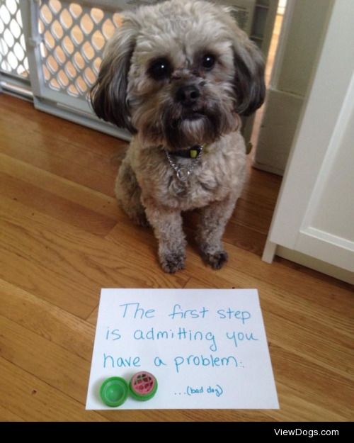 The first step is admitting you have a problem…

This dog…