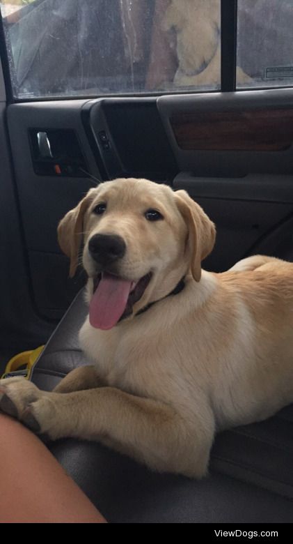 hello, this is my dog Cash and he is a purebred yellow lab and…