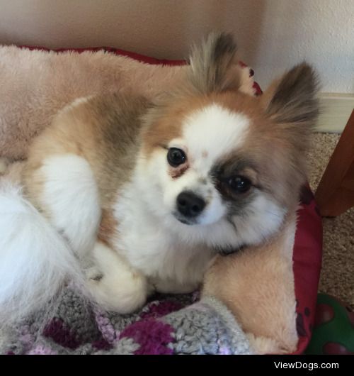 Coco, all cozy in her bed!