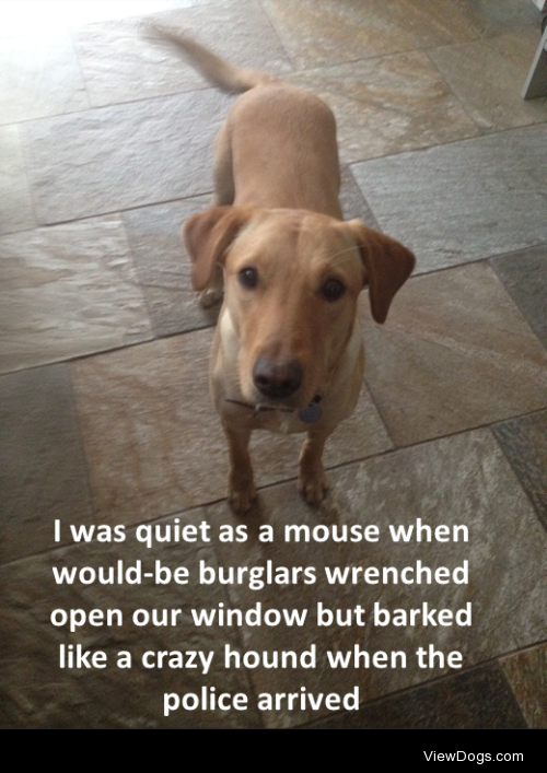 No pay, no work!
Burglars tried to break into our house while… No pay, no work!
Burglars tried to break into our house while…