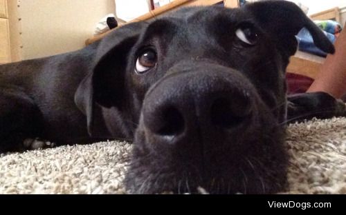 My two year old Black Lab mix, Callie