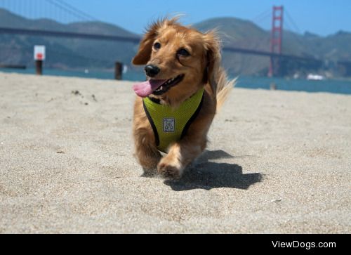 Pancake (aka pancakethedoxie.tumblr.com) trotting by the Golden…