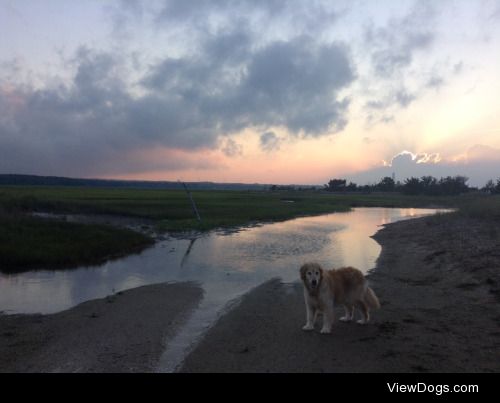 Bonney the golden retriever, “wilderness” explorer