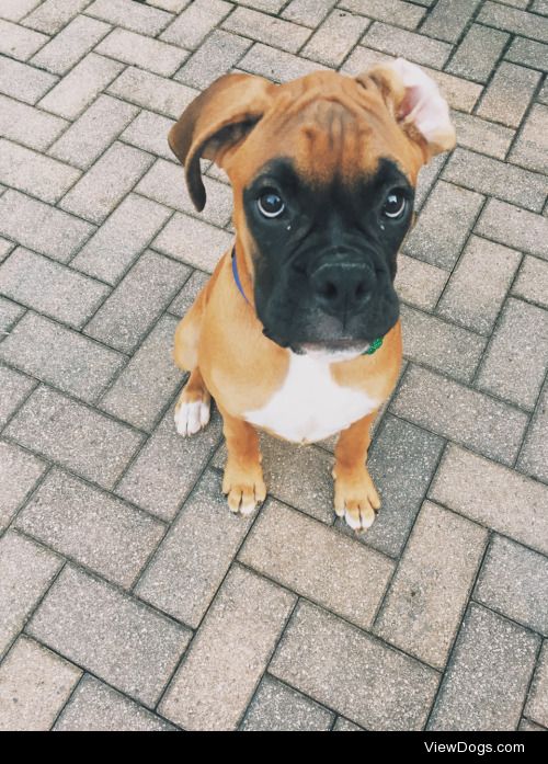 another picture of my boxer puppy Jude. so much love for  this…