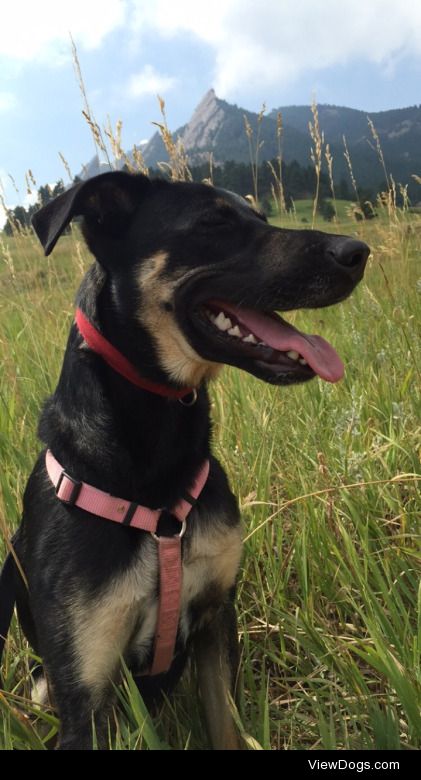 Lola is so calm after her hikes