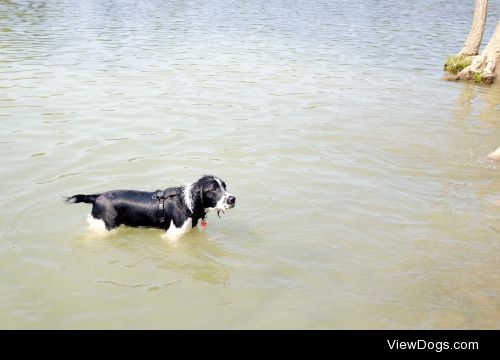 Our two pups Geordi (English springer spaniel) and Jeanie…