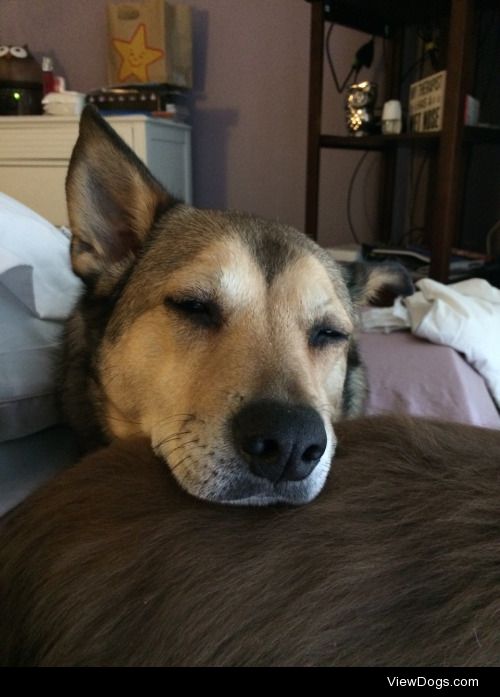 Dingo using a Doxie butt as a pillow…