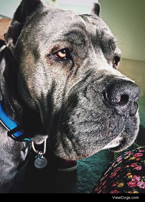 Caesar the Cane Corso