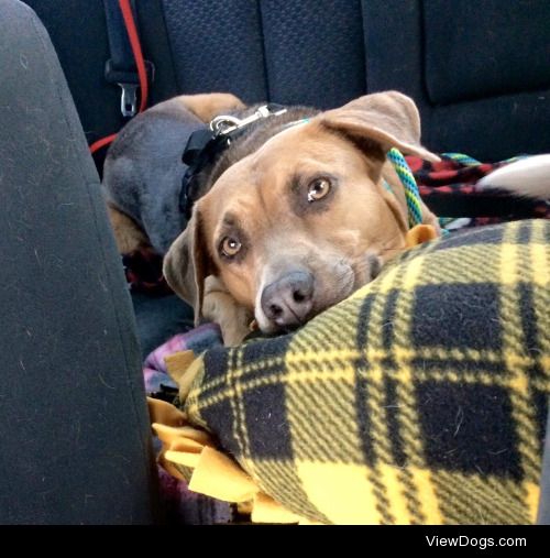 Always such a good girl in the car.