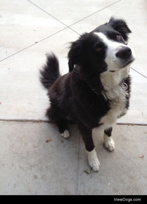 Oliver, my 6 year old puppy! He is a Border Collie mix that…