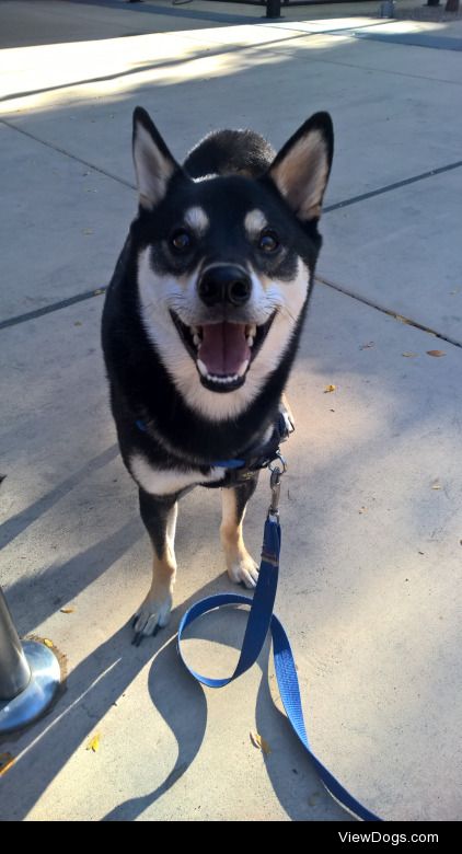 #ShibainusofSeattle