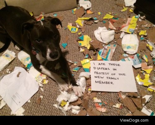 I Ate These Diapers in Protest

Snoopy (our pit bull/field…