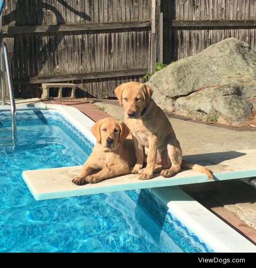 17 week old Casey and his brother Cooper!