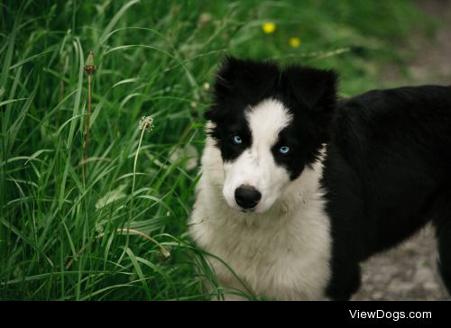 Border collie Tosca playing in gras | Martin Hasieber