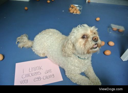 Egg-cellent pun use!

Bailey decided to hide the organic…