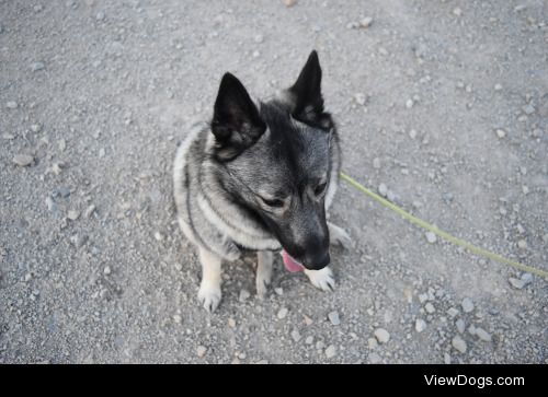 an-elkie-named-punky:

“Squeaks from tremendous joy”