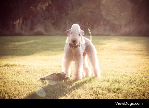 Bedlington Terrier | Sofie Karman