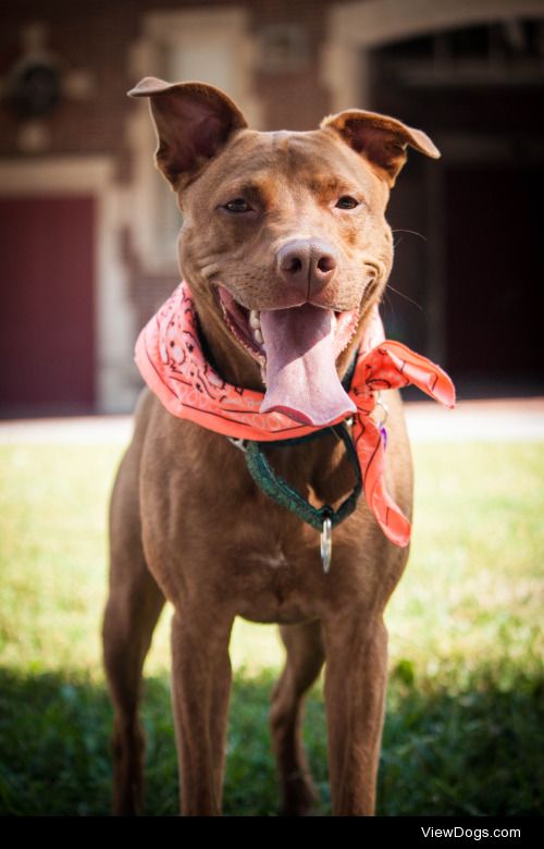 pitsandpastries:

Happy dog!