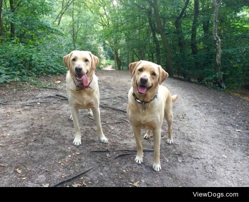 Busby and Boris. Brother bears.