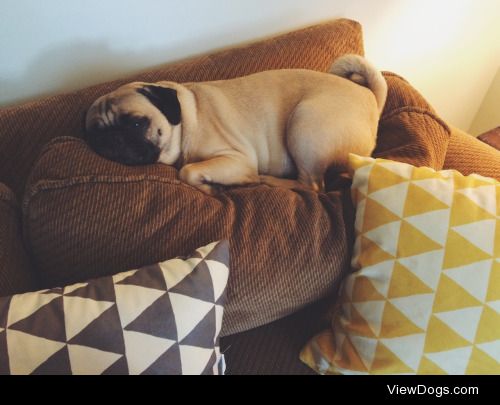 my lovely henry in his daily napping spot