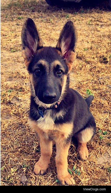 The is Daisy Duke my 3 month old German shepherd. She’s…