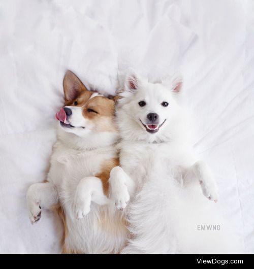 Kokoro the American Eskimo and Chibi the Corgi 
emwng.tumblr.com…