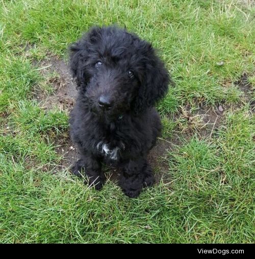 French Waterdog poppy