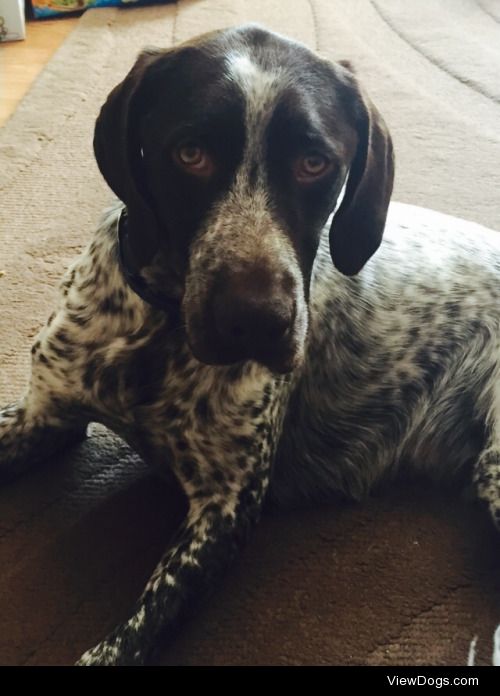 Barney the German Pointer has chronic sad face syndrome