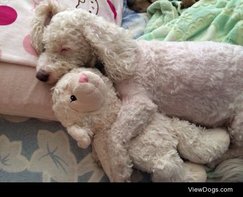 This is my 2 year old Bichon Frise, Teddy! Everyone thinks he…