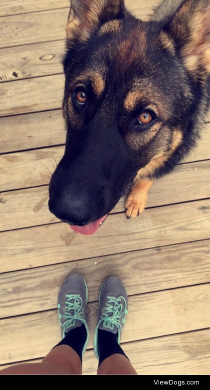 This is Bruno, my almost one year old German shepherd, he enjoys…