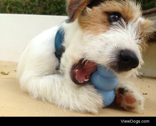 This is Quinn my rough coat Jack Russell