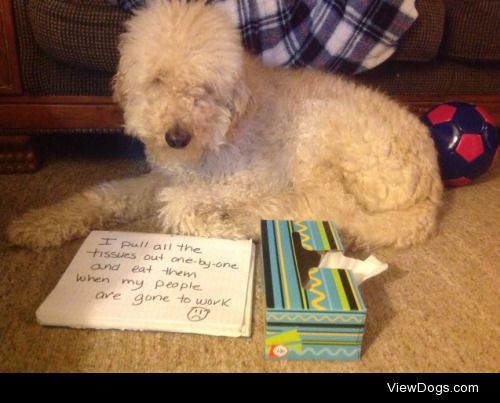 Tissue for your issues

Joey, the Golden Doodle, has been found…