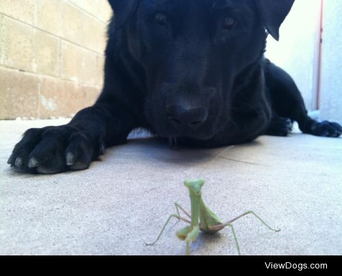 My girl Stella and her curious new friend.