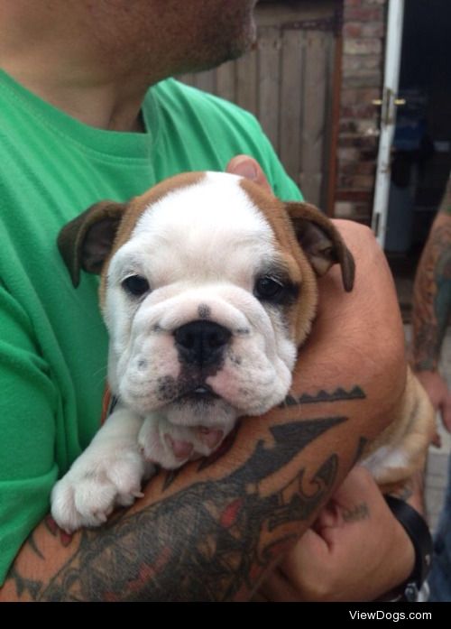 Karl | British bulldog