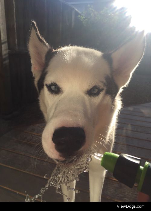 Zeus –  8 month old siberian husky. 
adventuresofzeus
instagram:…