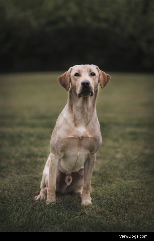 Best Friend | Luke Strothman