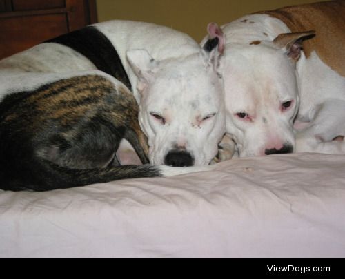 My 2 pit bulls Dublin and Sheba hanging out
together.