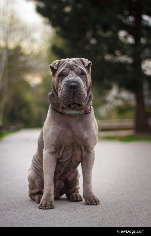 Shar-Pei | Simona Nálepková