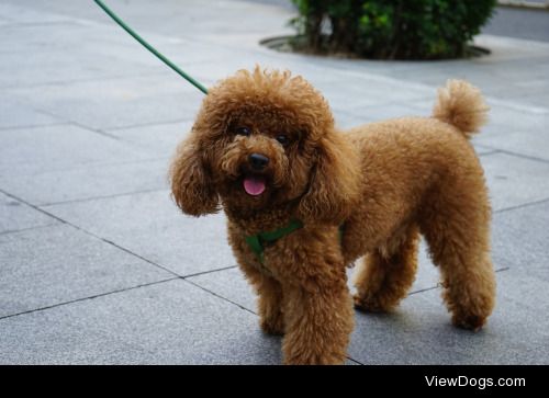 Smiling Poodle | Shinya Kumamaru