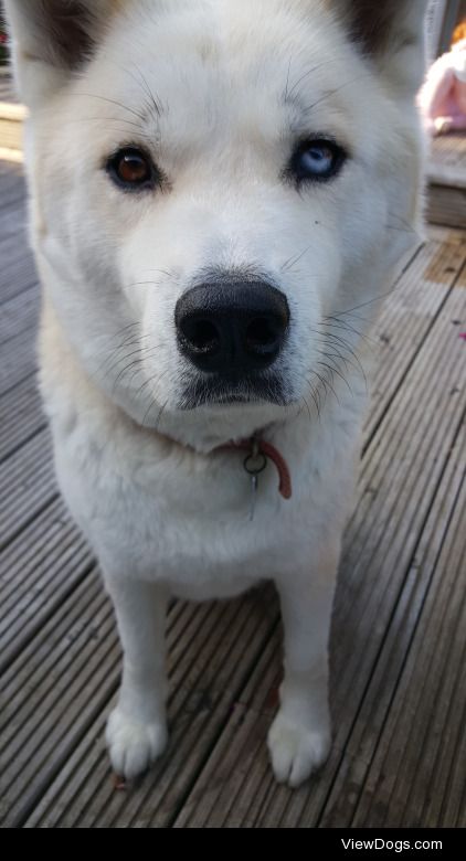 This is Lynx. He’s a Siberian Husky/Japanese Akita mix