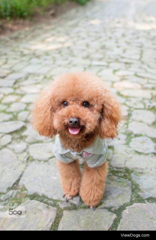 Lovely poodle | zhao hui