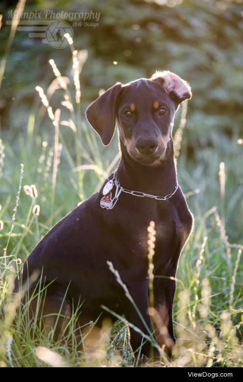 Django der Dobermann | Mompix