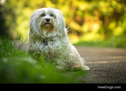 Farben, Sonne & ein Hund | Ralf Bitzer