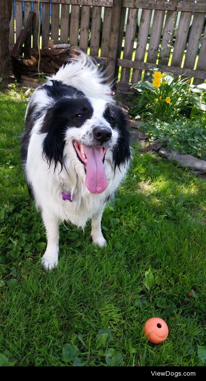 My Sadie Jane, a 3-year-old border collie mix ♥